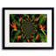 Bird of Paradise Framed Print