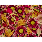 Study In Petals Print by Harold Davis