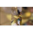 White Glass Post Modern Led Chandelier With Leaf Deco In Brass-2136607451