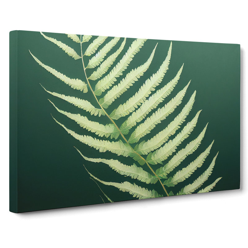 Eccentric Fern Leaf - Wrapped Canvas Print, 35cm H x 50cm W x 3cm D