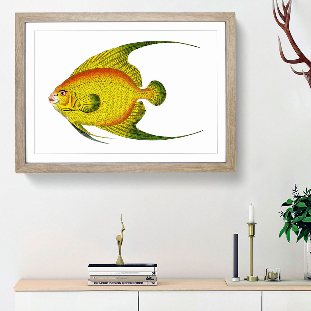 Golden Butterflyfish by George Shaw - Framed Print