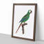 A Blue-Winged Macaw Parrot by F. Levaillant - Framed Print-55457372-55457375