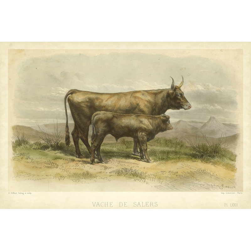 Vache De Salers, H 8 po x l 12 po x P 1,25 po