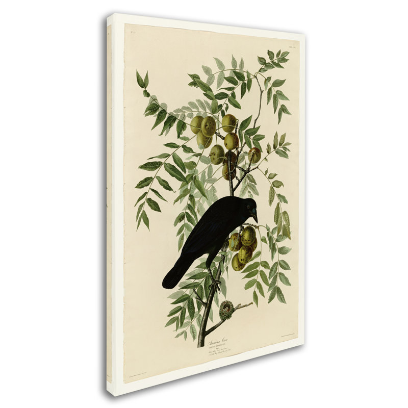 « american crow » par john james audubon, reproduction sur toile tendue, H 19 po x l 12 po