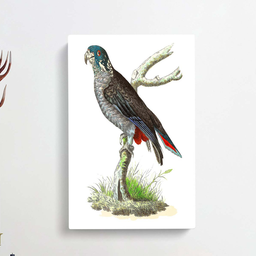 Dusky Parrot by George Shaw - Wrapped Canvas
