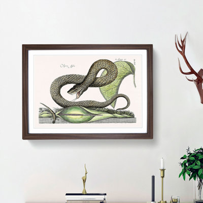 Brown Viper Snake by Mark Catesby - Picture Frame Painting Print