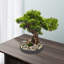 Bonsai artificiel de bureau