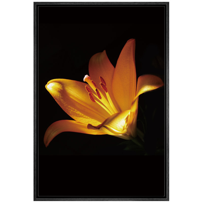 Gros plan sur une fleur tropicale lys - photographie sur toile à cadre flottant, Cadre noir, H 36 po x l 24 po x P 1,5 po
