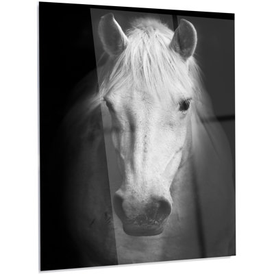 " White Horse Black And White "
