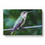 Hummingbird Vol.3 - Wrapped Canvas-61853960
