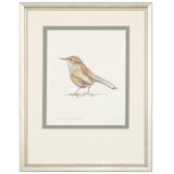 Bewick's Wren Print