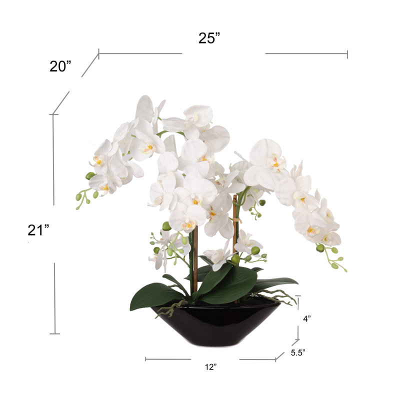 Arrangement floral orchidée phalaenopsis dans un vase, Noir