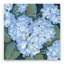 «Blue Hydrangeas II» par Tim O'Toole, art mural en verre acrylique rouge, 36 po x 36 po Red Barrel Studio®-603560614