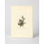 Cedar Waxwing (1827) - Portrait, art mural sur toile-129925204