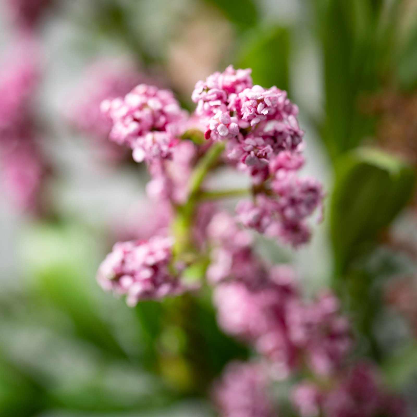 Faux Berry Stems