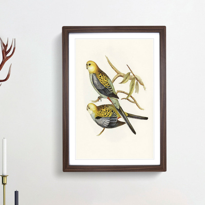 Pale Headed Parakeets by Elizabeth Gould - Picture Frame Painting Print, 36cm H x 27cm W x 2cm D, Walnut Framed