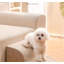 Escaliers pour petits chiens-146052728