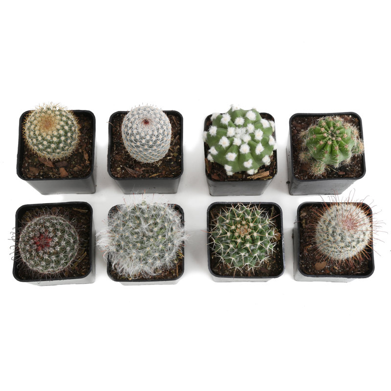 9 Live Cactus Plant in Pot Set