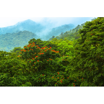 Flowering Tree in Rainforest by Gfed
