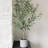 4' Fruitless Olive Tree in Pot