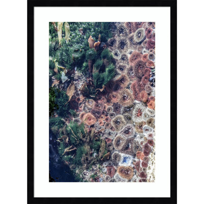 Ocean Curiosities by Shot by Clint Wood Framed Wall Art Print