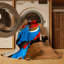  Tapis lavable Crimson Rosella Birds-1314271778