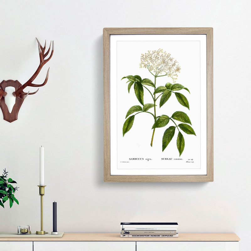 Elderflower Tree by Pierre-Joseph Redoute - Picture Frame Painting Print, Oak Framed, 36cm H x 27cm W x 2cm D