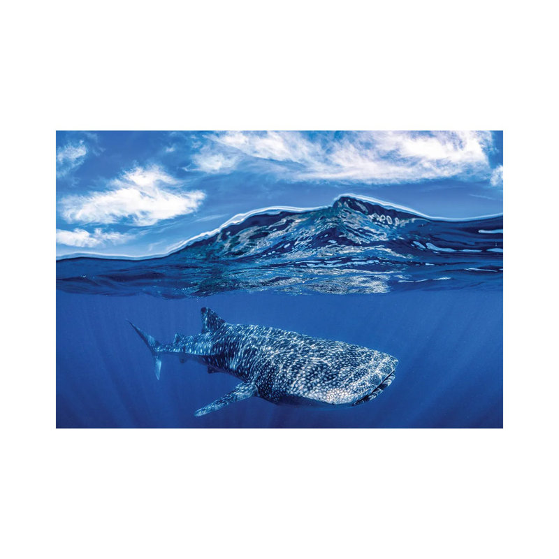 Whale Shark Over Under by Jordan Robins - Wrapped Canvas Print, 66.04 cm H x 45.72 cm W x 3.175 cm D