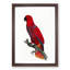 An Eclectus Parrot by F. Levaillant - Single Picture Frame Painting-55545009-55545014