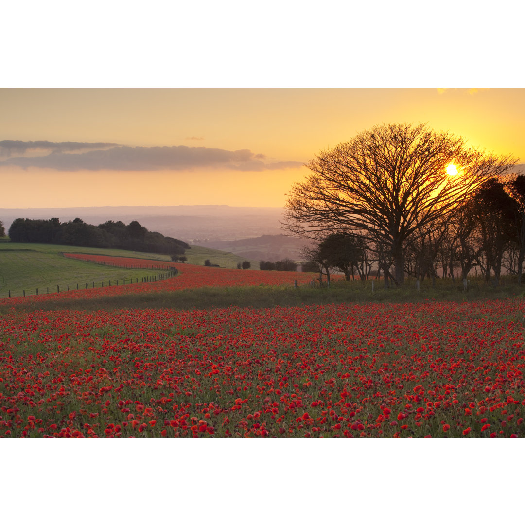 Oktober Mohnblumen, Melbury Down, Dorset, U.K von Antonyspencer - Drucken