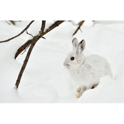 Motionless Polar Hare - Wrapped Canvas Print