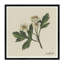 White Blossom I Print-587991969