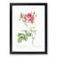 Cumberland Rose in Pink by Pierre-Joseph Redoute - Picture Frame Painting Print-55491184-55491183