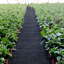6Ftx250ft Premium Weed Barrier Garden Landscape Fabric 4OZ PP Woven Weed Control Fabric Gardening Mat Heavy Duty