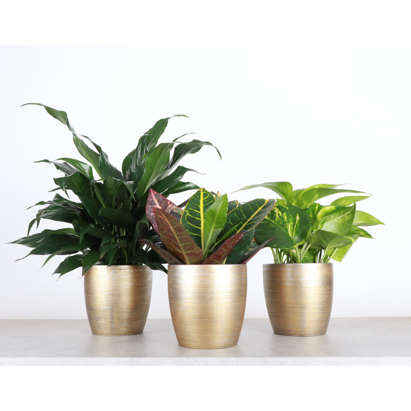 Plant in Pot, Gold