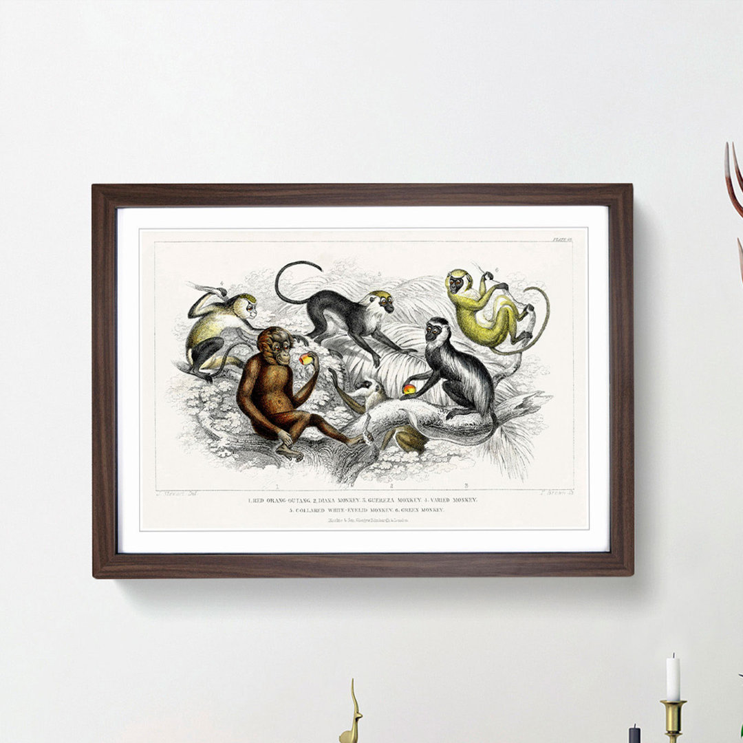 Orangutan and Monkeys by Oliver Goldsmith - Framed Print