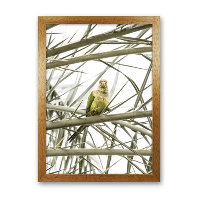 Parrot by Victoria Frost - Print