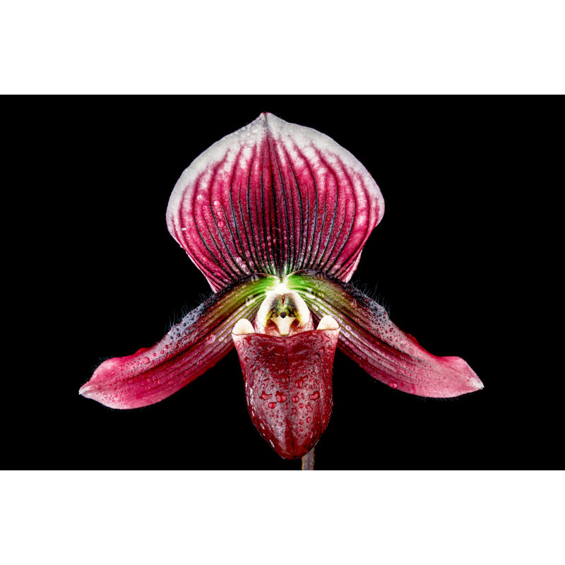 " Lady Slipper Orchid Paphiopedilum Hsinying, Uncommonly Amazing ", 16" H x 16" W x 1.5" D