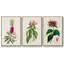 Jolies plantes botaniques roses 3 pièces-97711608-97711609