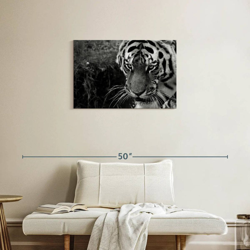 Tigre noir et blanc Brampt