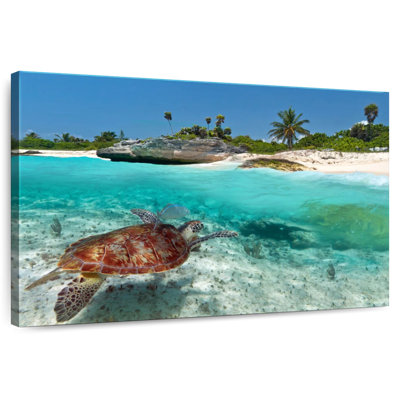 Caribbean Turtle