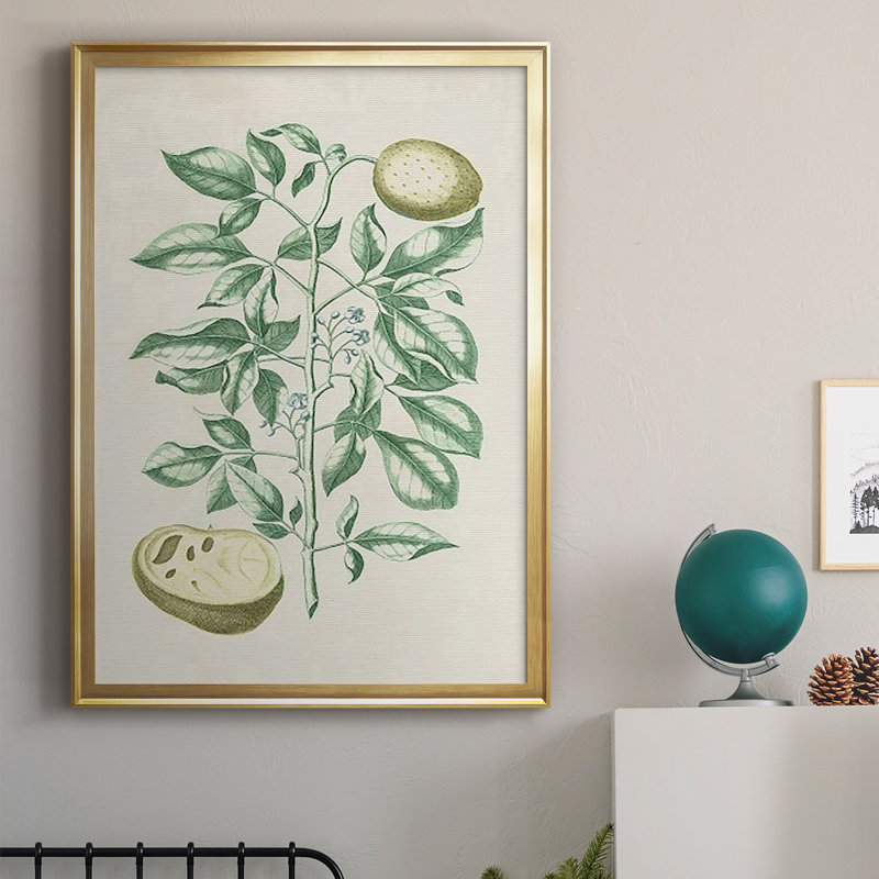Buchoz Tropicals III, reproduction d'art encadrée, H 36,5 po x l 26,5 po x P 1 po, Or