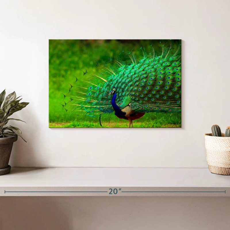 Blue Peacock Brilliant Plumage, 8" H x 12" W