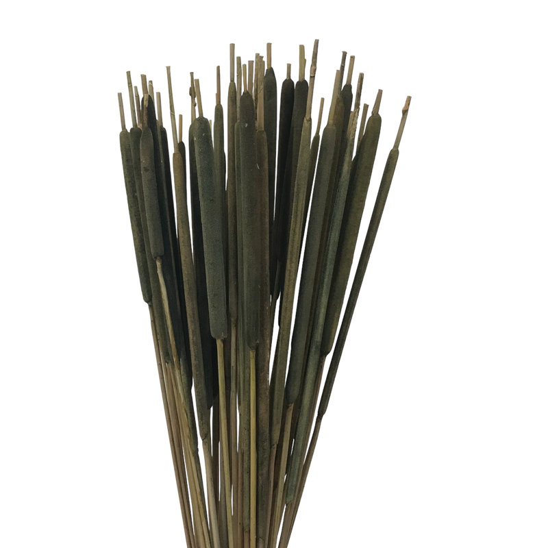 Tige d'herbe Flournoy, Vert mousse