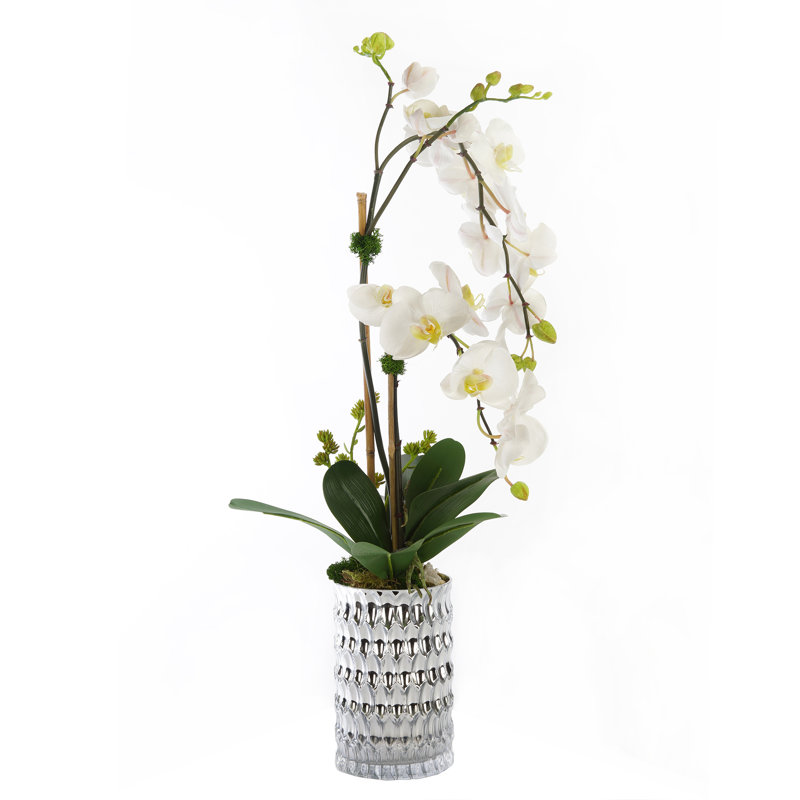 Véritables centres d'orchidées en pot