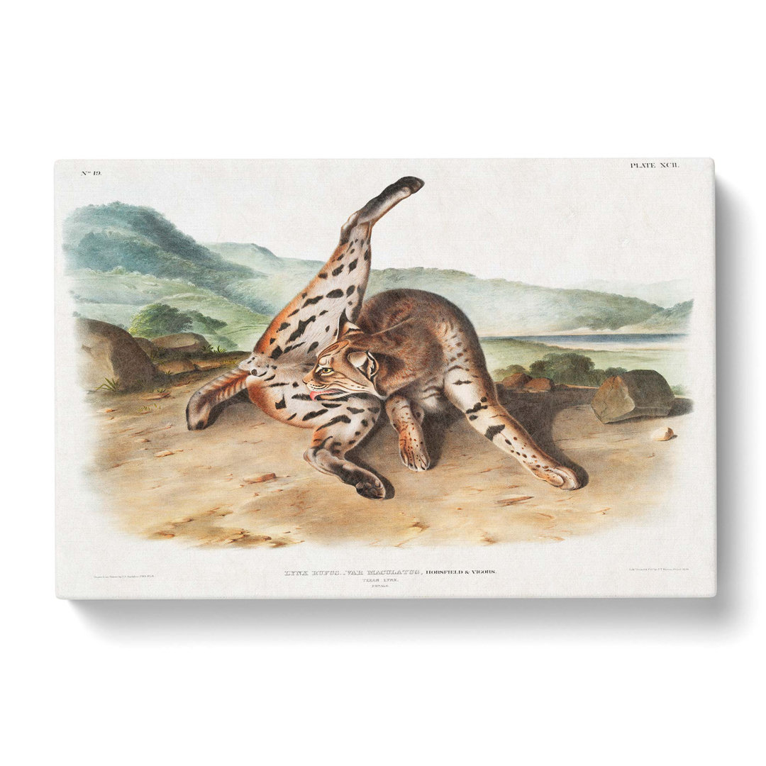 Texan Lynx by J.W. Audubon - Wrapped Canvas
