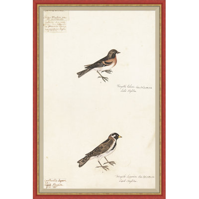 18th Century Bird Re-Strikes XI Painting