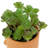 5.5 " H Faux Plant in Plastic Pot