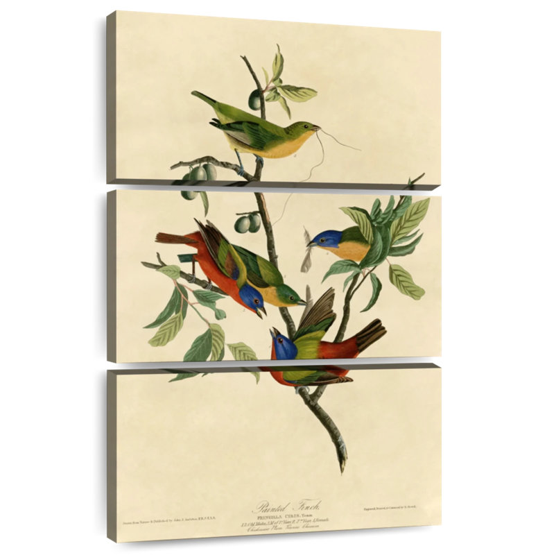 Brampt Painted Finch, 50" H x 32" W