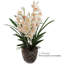 Tige en cymbidium de 30 po de hauteur avec 10 fleurs-680927684-680988162